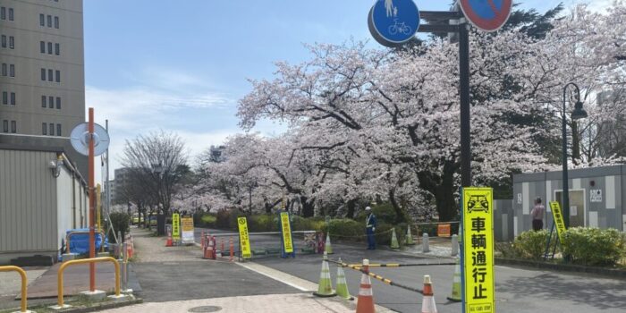 松川べりのサクラが満開です🌸